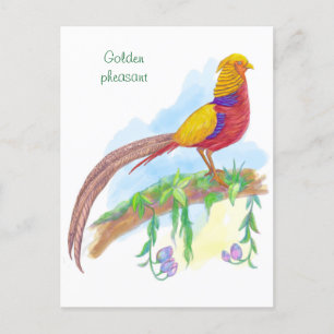 Cartão Postal De Festividades faisão de ouro de aves