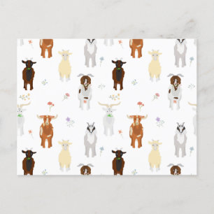 Cartão Postal De Festividades Fazenda de Cabras Fofas Animais