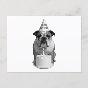 Cartão Postal De Festividades Feliz Aniversário Bulldog