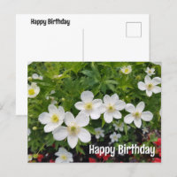 Feliz aniversário das flores brancas. Anemone cana