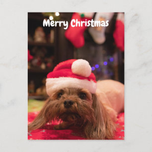 Cartão Postal De Festividades Feliz Cão de Natal