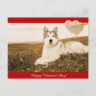 Cartão Postal De Festividades Feliz dia de os namorados Malamute do Alaska