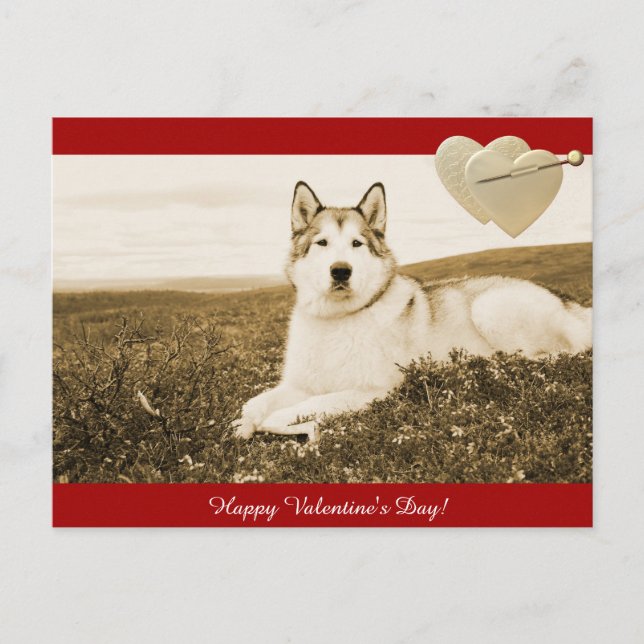 Cartão Postal De Festividades Feliz dia de os namorados Malamute do Alaska (Frente)