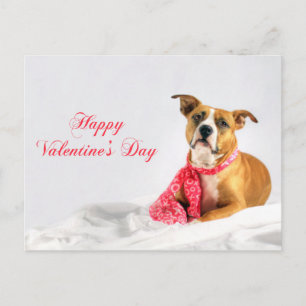 Cartão Postal De Festividades Feliz dia de os namorados Pitbull