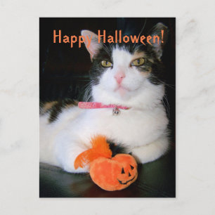 Cartão Postal De Festividades Feliz Gato de Halloween com Pumpkin