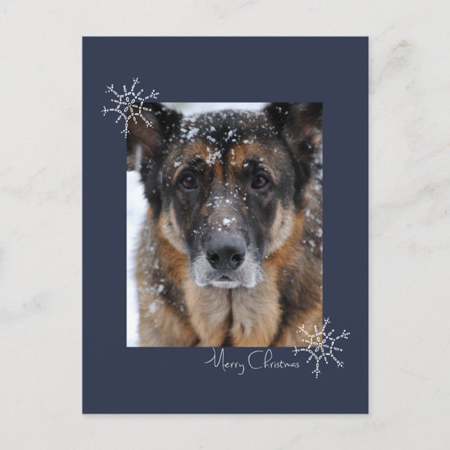 Cartão Postal De Festividades Feliz German shepherd de Natal no Cartão-Postal pa (Frente)