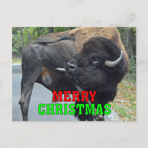 Cartão Postal De Festividades Feliz Natal Bison Testículos de Licenciamento