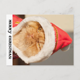 Cartão Postal De Festividades Feliz Natal Cat