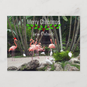 Cartão Postal De Festividades Feliz Natal de Orlando - Flamingos Rosa