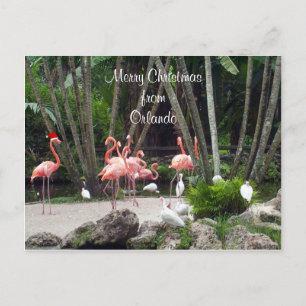 Cartão Postal De Festividades Feliz Natal de Orlando - Flamingos Rosa,