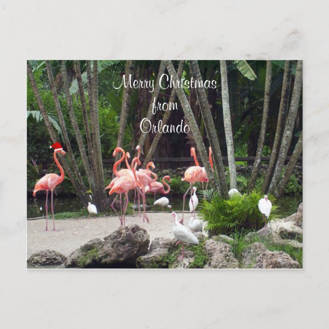Cartão Postal De Festividades Feliz Natal de Orlando - Flamingos Rosa, (Frente)