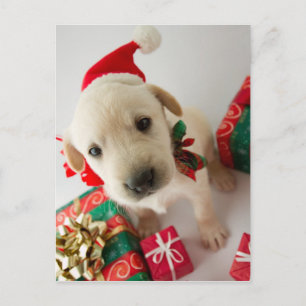 Cartão Postal De Festividades Feliz Natal - filhote de cachorro bonito de