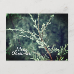 Cartão Postal De Festividades Feliz Natal Frosty Evergreen
