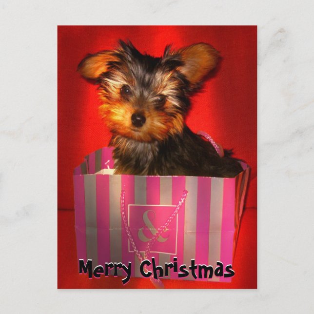 Cartão Postal De Festividades Feliz Natal - Little Yorkie personalizável (Frente)