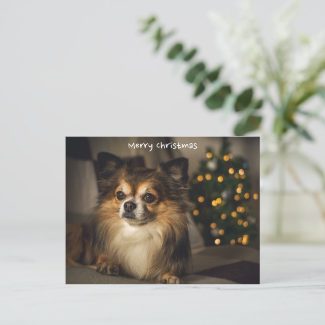 Cartão Postal De Festividades Feliz Natal Pet/Cão Chihuahua (Em pé/Frente)