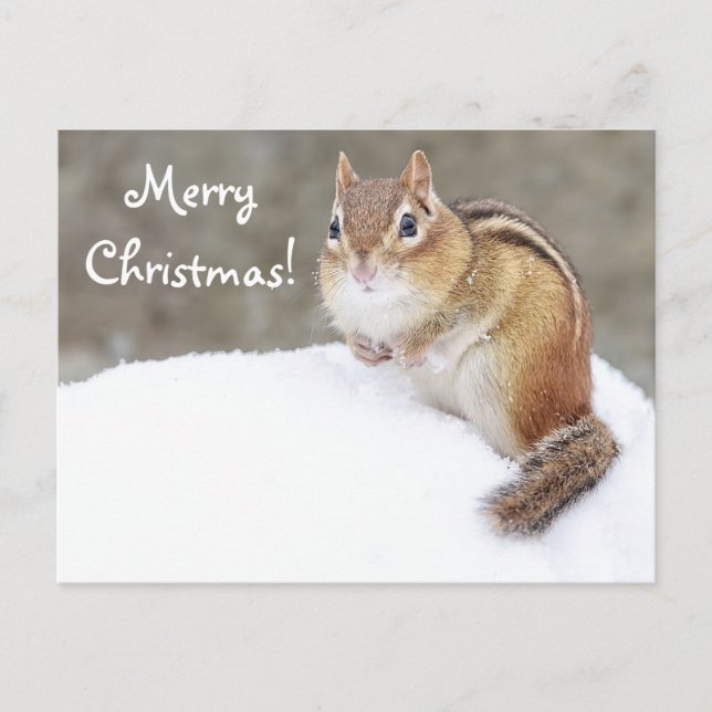 Cartão Postal De Festividades Feliz Natal Snowy Chipmunk (Frente)