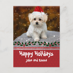 Cartão Postal De Festividades Felizes Férias, Malteses Puppy,