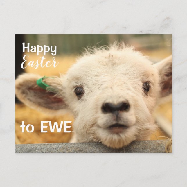 Cartão Postal De Festividades Felz pascoa à EWE. (Frente)