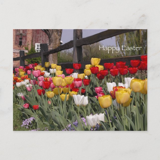 Cartão Postal De Festividades Felz pascoa Tulip Garden (Frente)