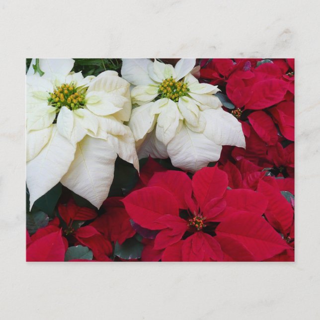 Cartão Postal De Festividades Férias de Natal White e Red Poinsettias II (Frente)