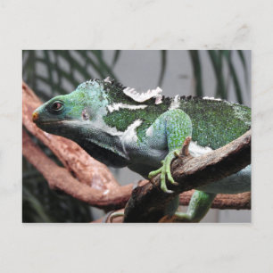 Cartão Postal De Festividades Fijian Crested Iguana
