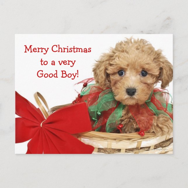 Cartão Postal De Festividades Filhote de cachorro da caniche que senta-se na (Frente)