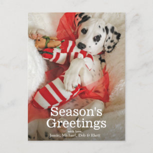 Cartão Postal De Festividades Filhote de cachorro de Dalmation com meia do Natal