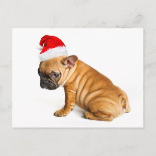 Cartão Postal De Festividades Filhote de cachorro do buldogue francês que veste