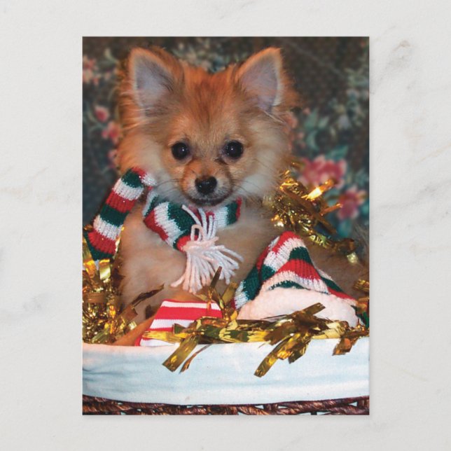 Cartão Postal De Festividades Filhote de cachorro do Natal (Frente)