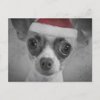 Cartão Postal De Festividades Filhote de cachorro engraçado da chihuahua do