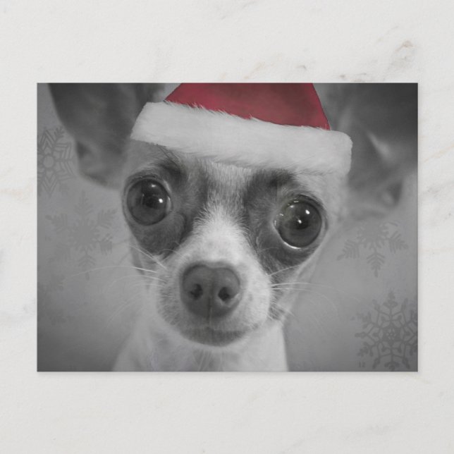 Cartão Postal De Festividades Filhote de cachorro engraçado da chihuahua do (Frente)
