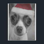 Cartão Postal De Festividades Filhote de cachorro engraçado da chihuahua do<br><div class="desc">Cartão: Apronte para o Natal, óculos de proteção que o filhote de cachorro adoràvel engraçado da chihuahua está vestindo um chapéu do papai noel. Este design preto e branco elegante tem os flocos subtis da neve espalhados com para fora da evocação do espírito do Natal em uma maneira de aquecimento...</div>