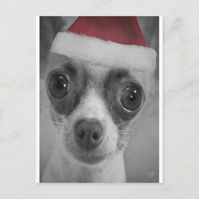 Cartão Postal De Festividades Filhote de cachorro engraçado da chihuahua do (Frente)