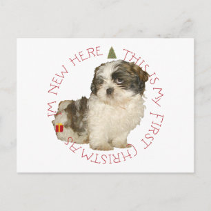 Cartão Postal De Festividades Filhote de Shih Tzu Primeiro Natal