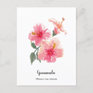 Cartão Postal De Festividades Filipinas Gumamela Hibiscus Watercolor Poster