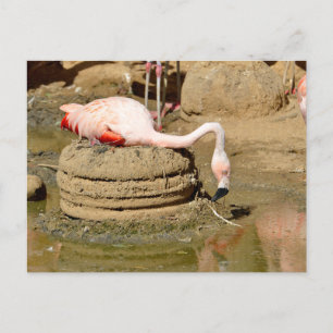 Cartão Postal De Festividades Flamingo no ninho