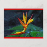 Flor da floresta húmida