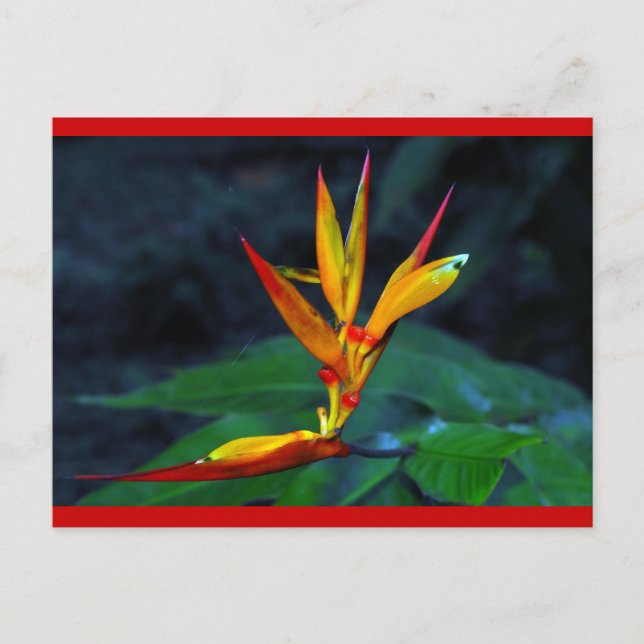 Cartão Postal De Festividades Flor da floresta húmida (Frente)