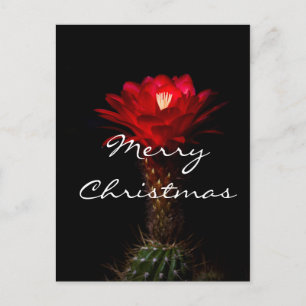 Cartão Postal De Festividades Flor de cacto de tocha vermelha, Feliz Natal