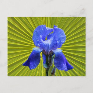 Cartão Postal De Festividades flor de íris