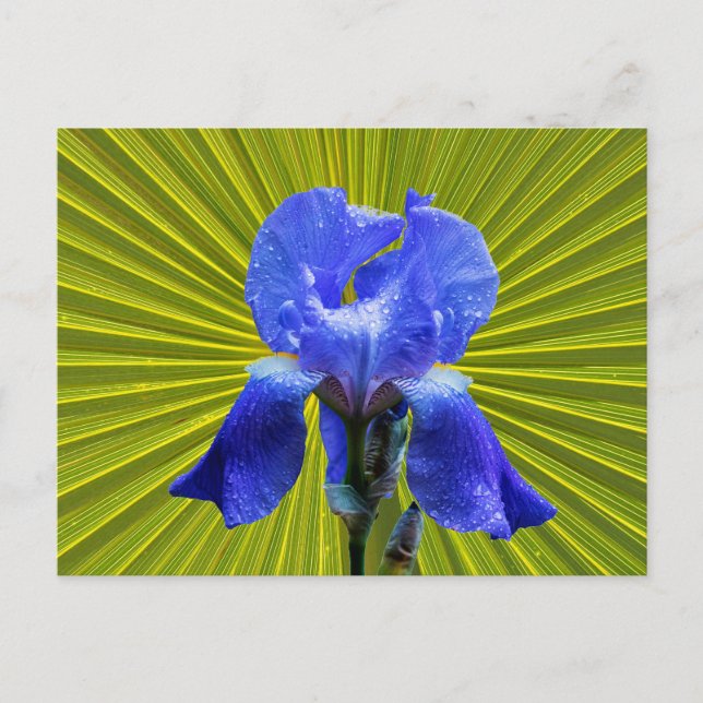 Cartão Postal De Festividades flor de íris (Frente)