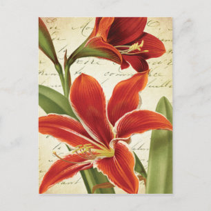 Cartão Postal De Festividades Flor de Natal Red Amaryllis Botânica