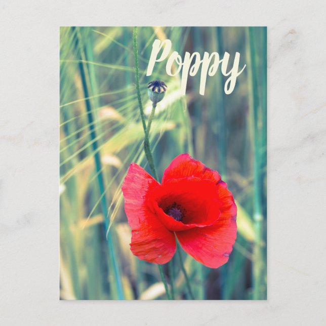 Cartão Postal De Festividades Flor de papoila para jardineiros e presente de ama (Frente)