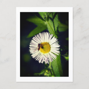 Cartão Postal De Festividades Flor de picada e abelha