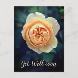 Cartão Postal De Festividades Flor de Rosa do Jardim Laranja Peachy fica bem em 