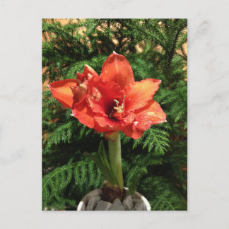 Cartão Postal De Festividades Flor do Amaryllis do Natal