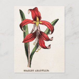 Cartão Postal De Festividades Flora vermelha da flor do Amaryllis do Natal dos