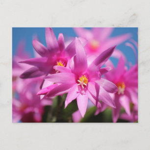 Cartão Postal De Festividades Flores de Cactus de Páscoa rosa