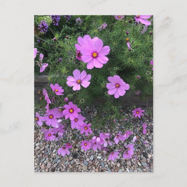 Cartão Postal De Festividades Flores de cosmos com seixos Em um (Frente)