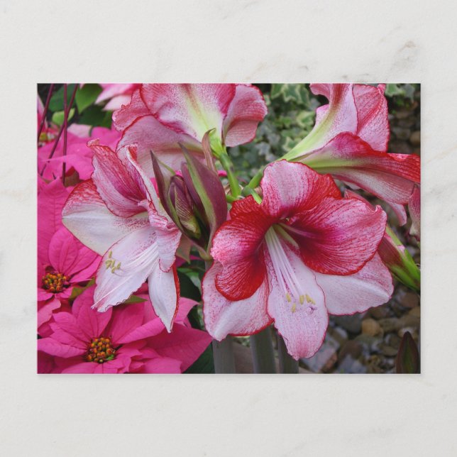 Cartão Postal De Festividades Flores de Férias Vermelhas Amaryllis e Poinsettia (Frente)